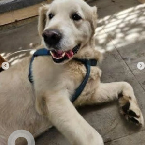 A White Labrador Dog Found from VV Puram, Bengaluru