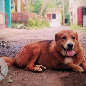 Missing: White Female Indie Dog from Arambol, Ashwem, Morjim
