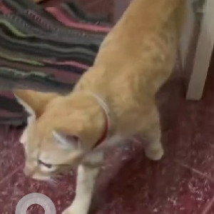 A Orange Tabby Cat Found from HAL 3rd Stage, Bangalore-2