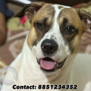 A White-Brown Mix Indie Dog Missing from New Delhi