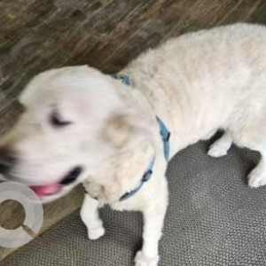 A White Labrador Dog Found from VV Puram, Bengaluru-3