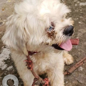 A White Shih Tzu Dog Found from JP Nagar, Bengaluru-2