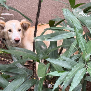 A White-Brown Mix Indie Dog Found from Deccan Gymkhana, Pune