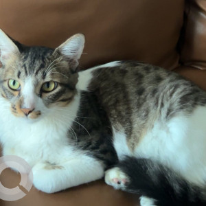 A White and Grey Calico mix Cat Missing from Sus, Pune-2