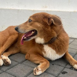 Missing: White Female Indie Dog from Arambol, Ashwem, Morjim-2