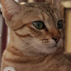 A Black and Brown Tabby Cat Missing from Bengaluru
