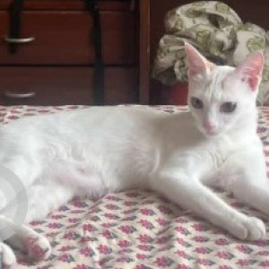 A White Indie Cat Missing from Murugeshpalaya, Bengaluru