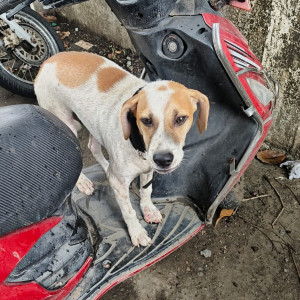 A White-Brown Mix Indie Dog Found from Mumbai-3