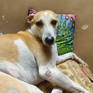 Missing: White-Brown Mix Male Indie Dog from Mulund West