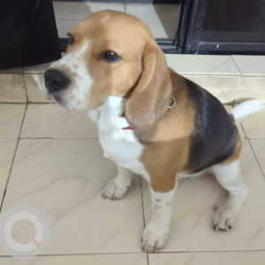 Missing: Black and Brown Male Beagle Dog from BT kawde road, Uday baug, Pune