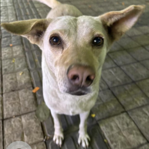 Missing: White Male Indie Dog from Karishma Society, Kothrud