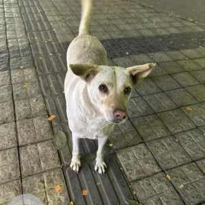 Missing: White Male Indie Dog from Karishma Society, Kothrud-2