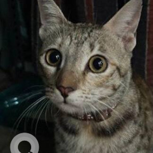 A Black and Brown Indie Cat Missing from Saket, New Delhi