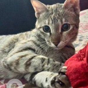 A Black and Brown Indie Cat Missing from Saket, New Delhi-2