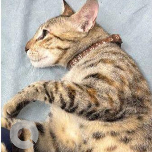 A Black and Brown Indie Cat Missing from Saket, New Delhi-3