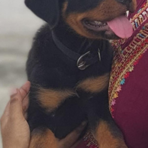 Missing: Black and Brown Male Rottweiler Dog from CTO Colony, 2nd Cross, Alagapuram, Salem-3