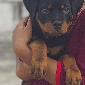 Missing: Black and Brown Male Rottweiler Dog from CTO Colony, 2nd Cross, Alagapuram, Salem-2