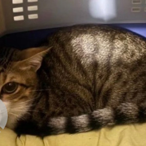 Missing: White and Grey Male Tabby Cat from Malleshwaram, 11th cross. Opposite new mangalore store-2