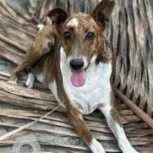 Missing: Black and Brown Male Indie Dog from Admiralty Manor, Eshwara Layout, Indiranagar-2