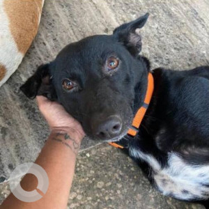 A Black and White Indie Dog Missing from Nagoa, Saligao-2