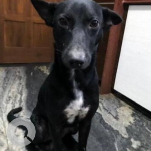 A Black and White Indie Dog Missing from Nagoa, Saligao-3