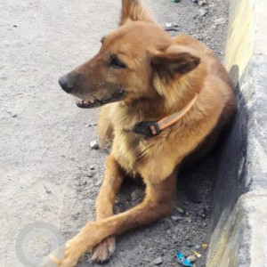 Black and Brown Not Available Indie (mix) Dog is Found from Wipro signal, koramangala