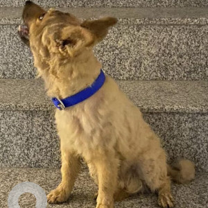 A pet dog is found wandering around Koramangala First Block.-2