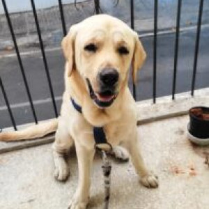 Golden Male Labrador Dog is Found from Banglore Koramangala-2