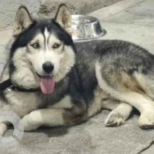 White and Grey Not Available Husky Dog is Found from Hyderabad