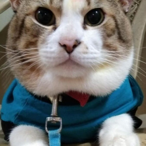 Missing: White and Grey Male Indie Cat from Natraj market, Malad East-2