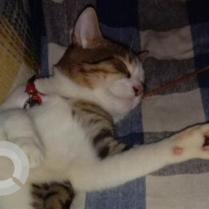 Missing: White and Grey Male Indie Cat from Natraj market, Malad East-3