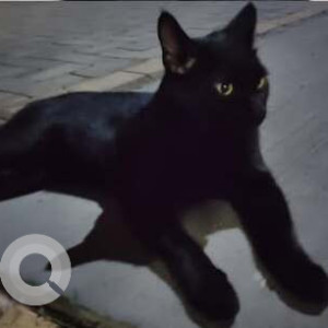 Missing: Black Male Indie Cat from Gera Junction-2