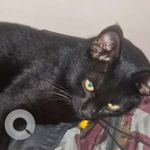 Missing: Black Male Indie Cat from Gera Junction-3