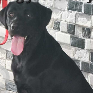 Missing: Black Male Labrador Dog from Karjat