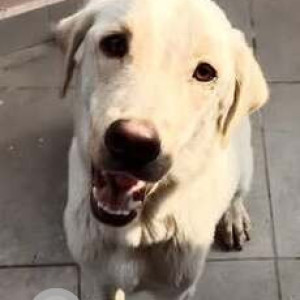 Found: White Male Labrador Dog from Kovur Grace supermarket