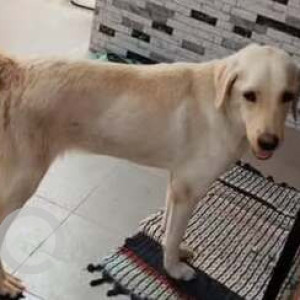 Found: White Male Labrador Dog from Kovur Grace supermarket-2
