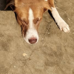 Missing: Brown Male Indie and Labrador cross Dog from Hydershahkote, Hyderabad-3