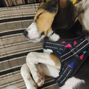 A Black and Brown Beagle Dog Missing from Medpally, Hyderabad-2