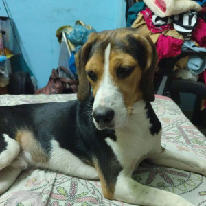 A Black and Brown Beagle Dog Missing from Medpally, Hyderabad