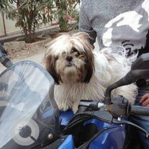 A White-Brown Mix Shih Tzu Dog Missing from BB Residency, ST Bed, Cauvery Colony, 7th Main Road