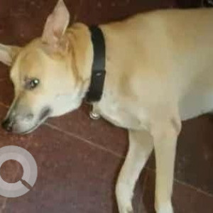 Missing: White-Brown Mix Male Labrador mix Dog from Siolim vaddy