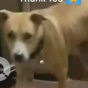 Missing: White-Brown Mix Male Labrador mix Dog from Siolim vaddy-2