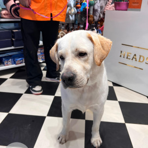 Found: White Male Labrador Dog from RMZ Ecoworld, Bellandur-2