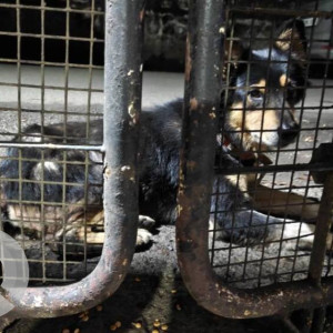 A Black and Brown Indie Dog Found from Pune-3