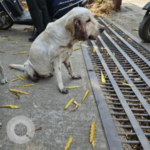 Found: White Female Labrador Dog from Range hill area, Pune