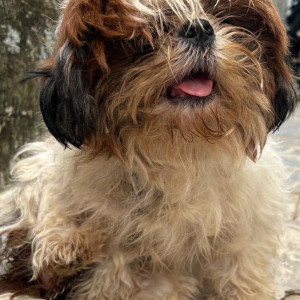 A White-Brown Mix Shih Tzu Dog Found from Rampally, Hyderabad