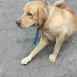 Missing: Brown Male Labrador Dog from Bharat Petroleum on Borivali Link Road