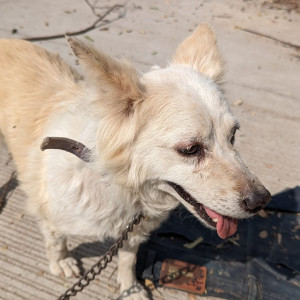Found: White Male Pomeranian Dog from Ambha Bhawani, Kukatpally-3