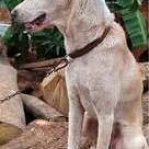 Missing: White Female Indie Dog from Nachinola, Panarim, Aldona-2