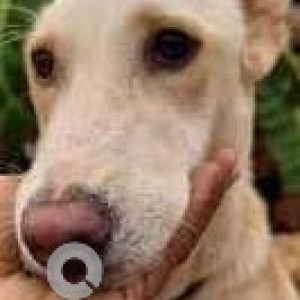 Missing: White Female Indie Dog from Nachinola, Panarim, Aldona